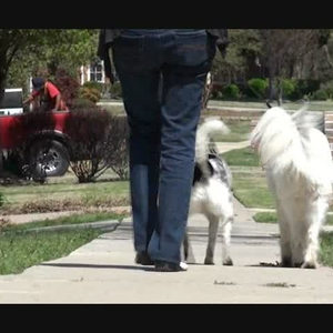 Pets may help reduce your risk of heart disease 