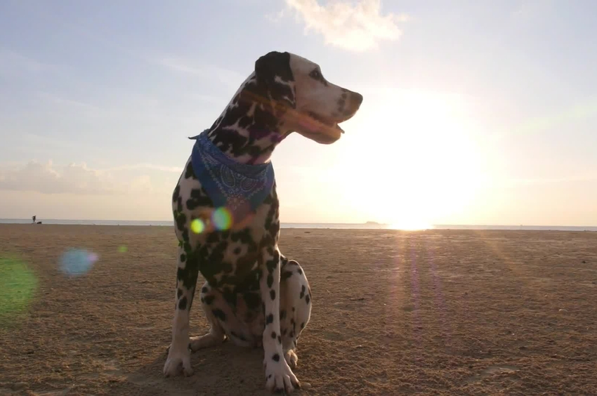 Video Video Do dog owners live longer? American Heart Association