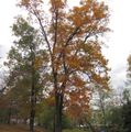 Tree City for 17 Years, Arlington County Recognizes 19 Notable Trees