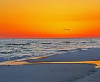 Bird & Sunset
