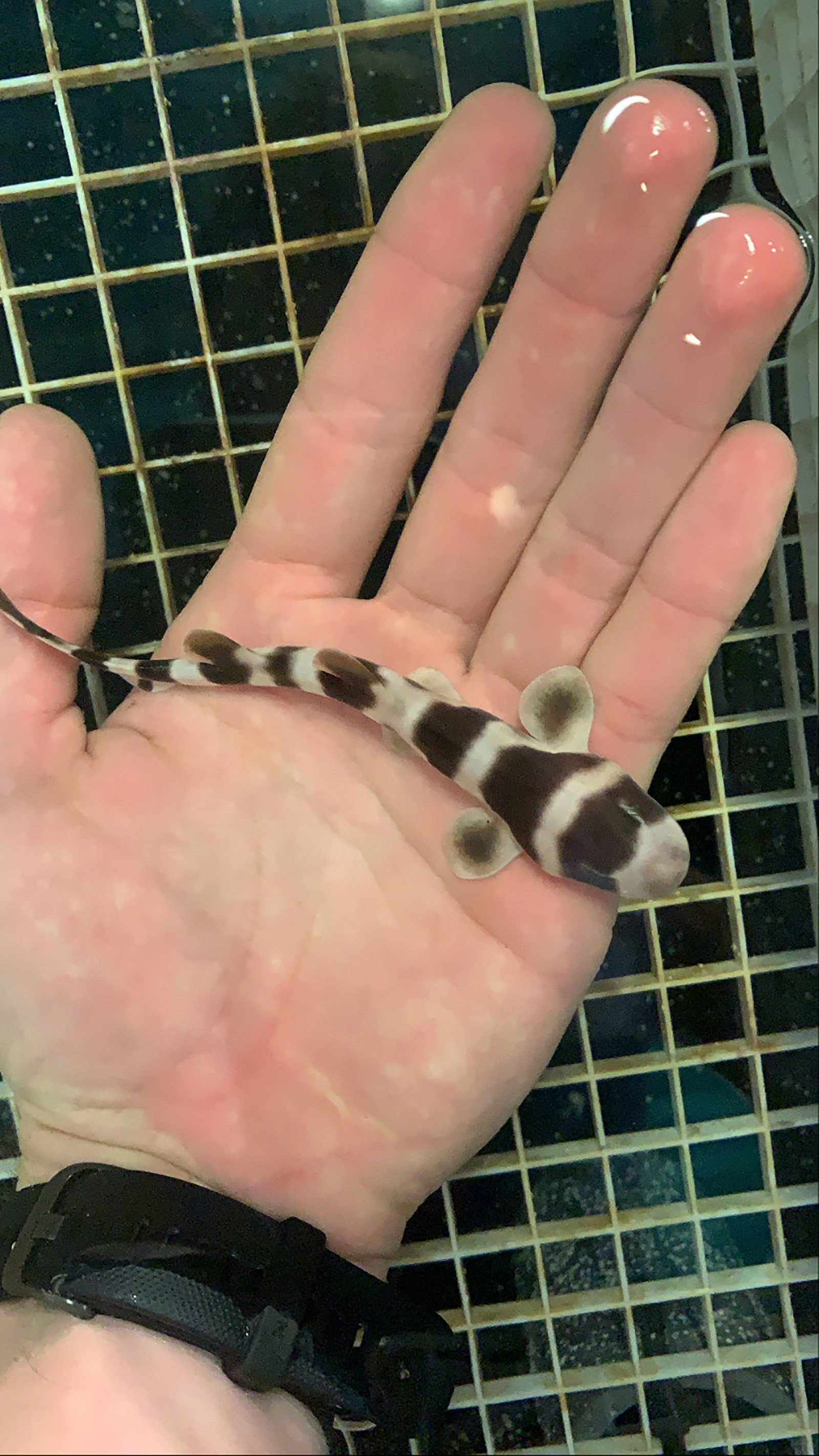 Scientists bring to life nearly 100 baby sharks through artificial insemination