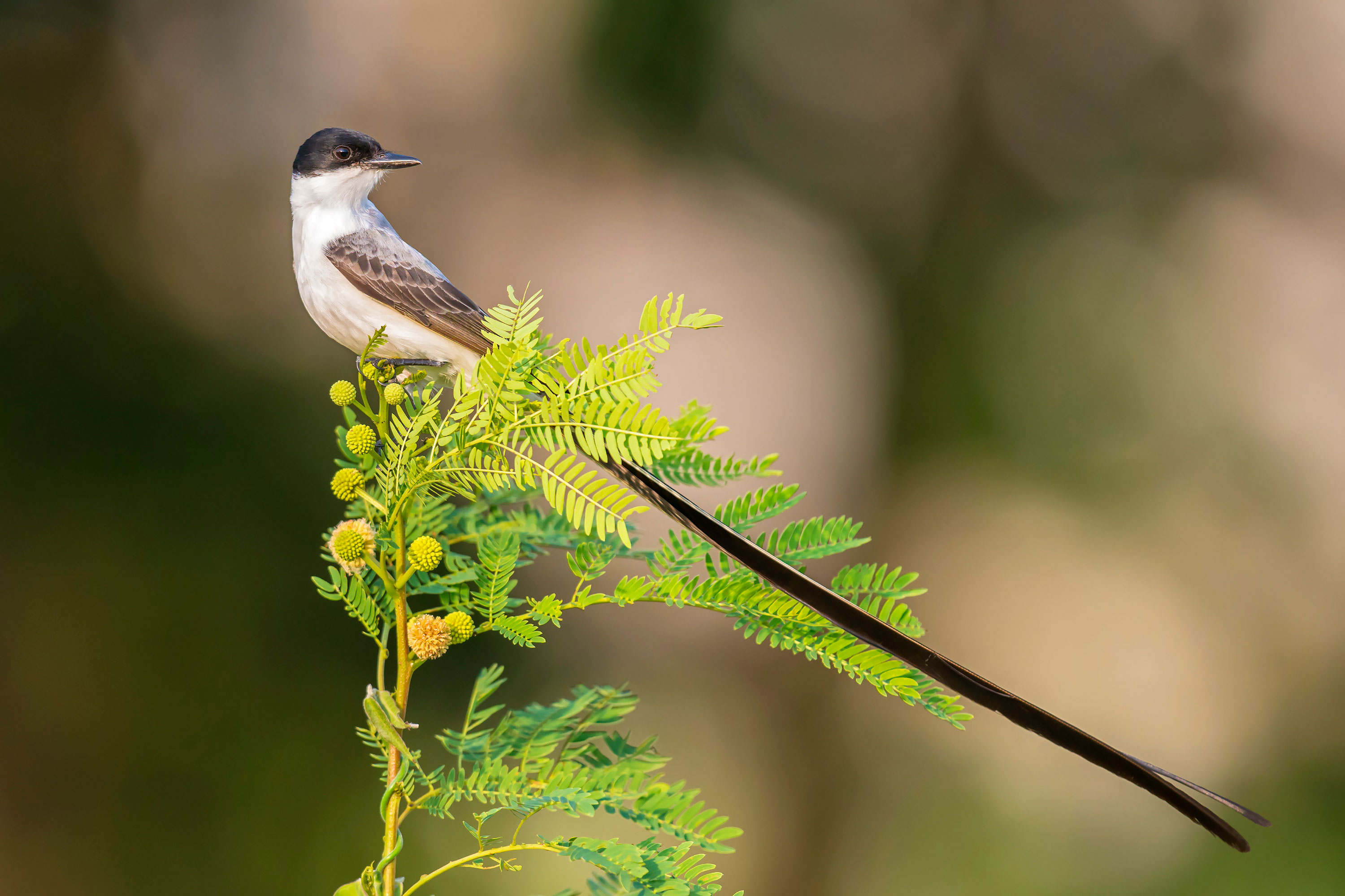 This bird tells rivals like it is by using its feathers to make a chirping noise