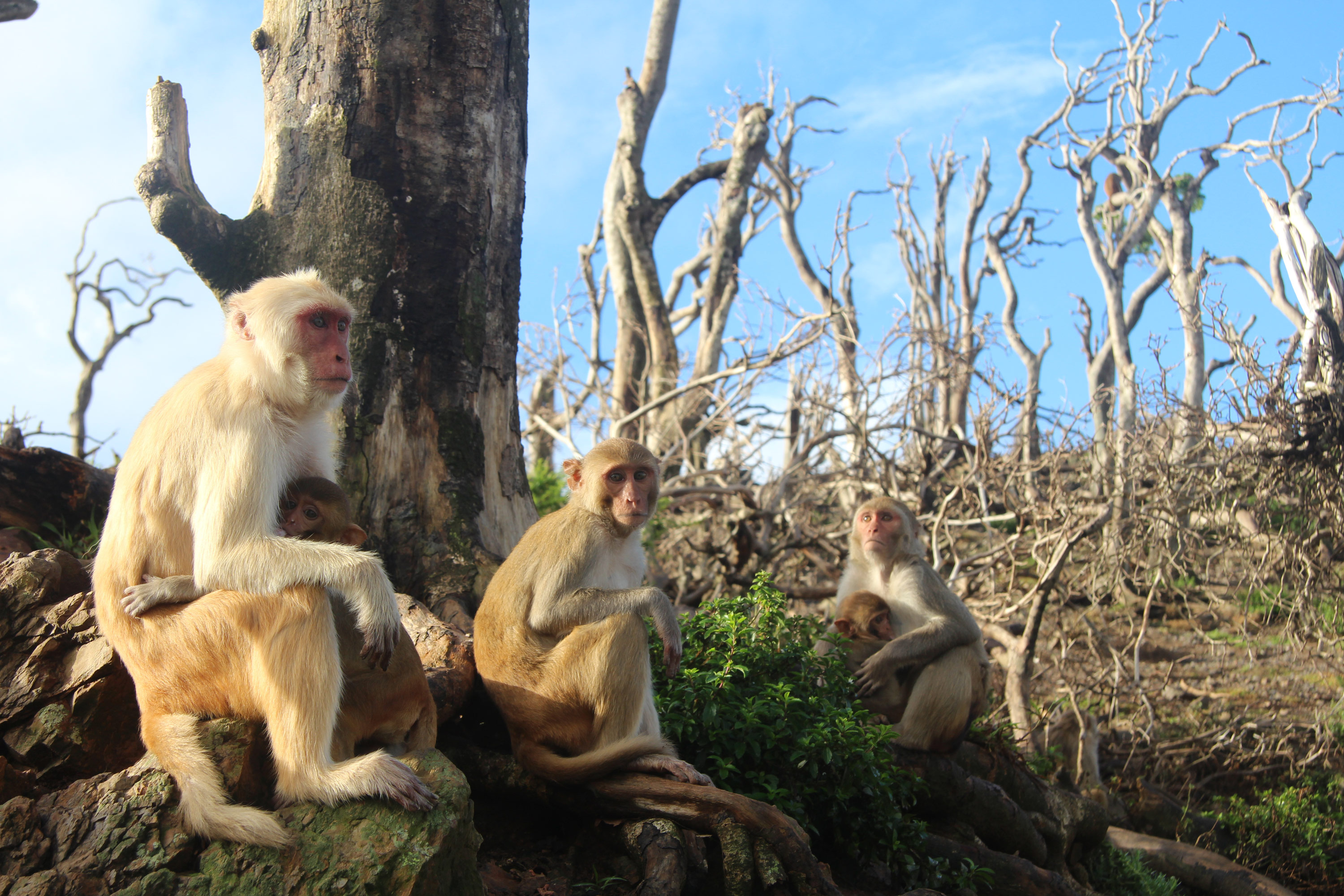 These monkeys formed an unlikely friendship after Hurricane Maria wrecked their home