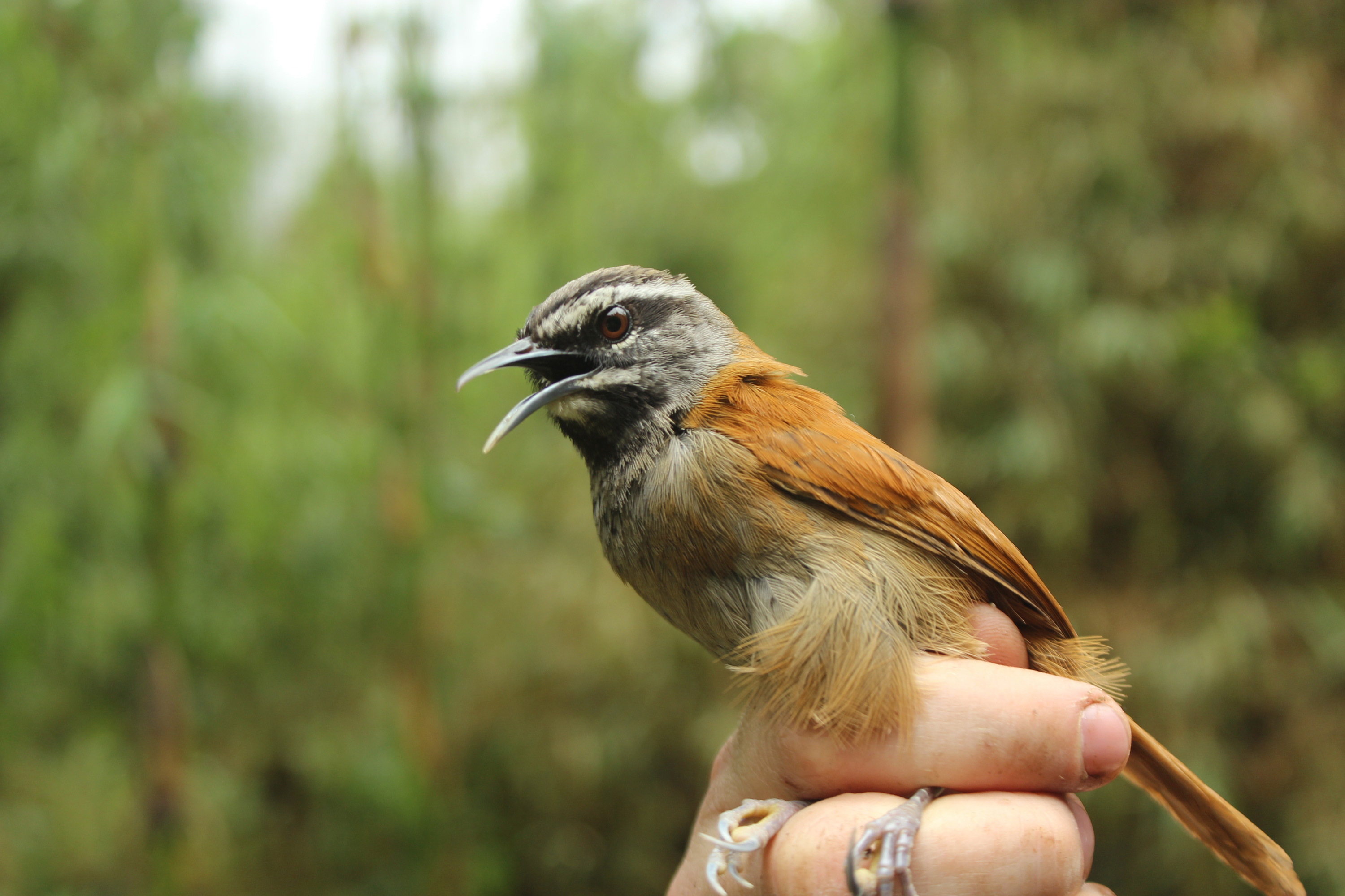 Songbirds act as one when they sing together, new study suggests