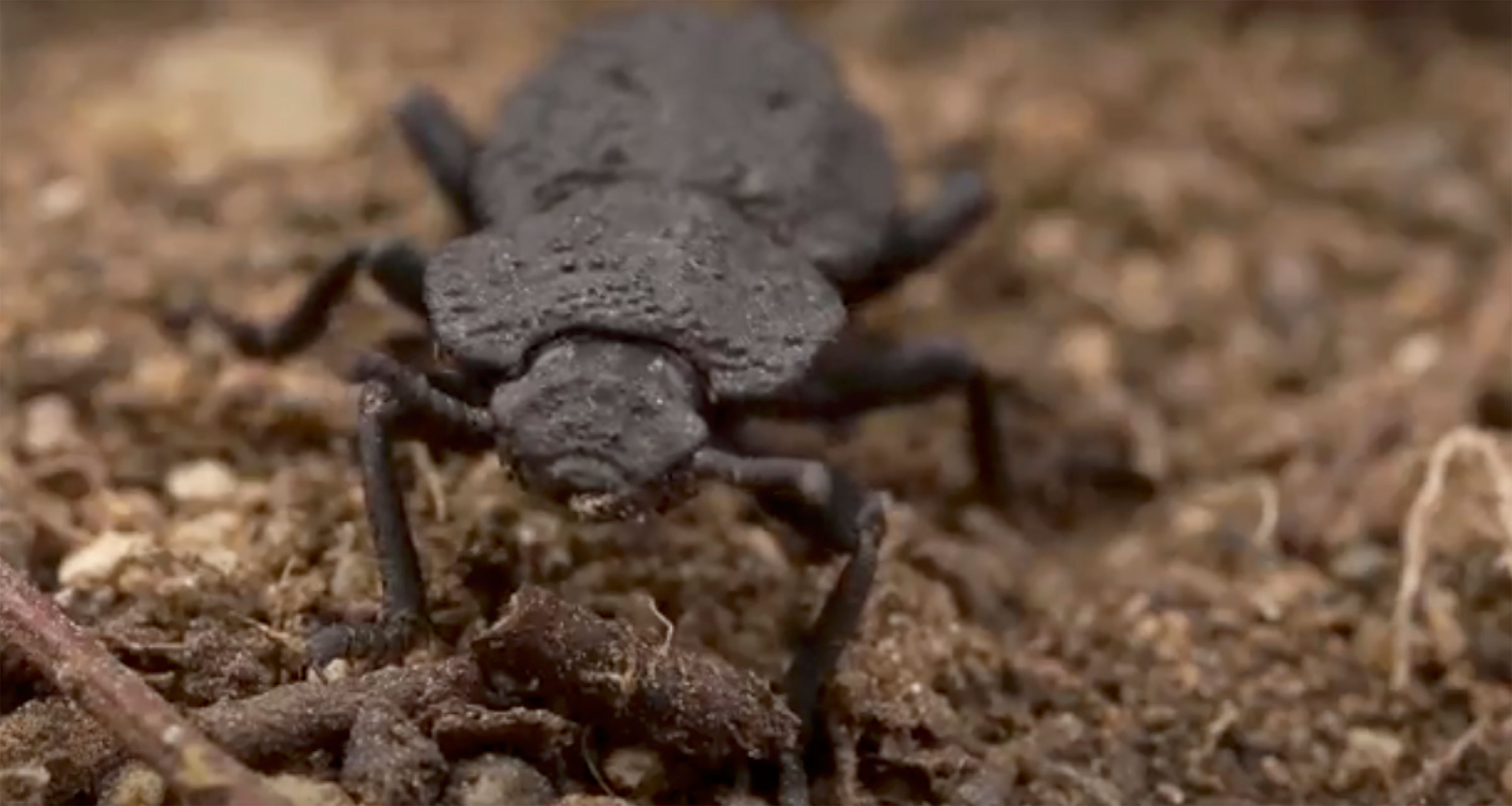 This super-beetle can survive being run over by a car -- and help with engineering problems