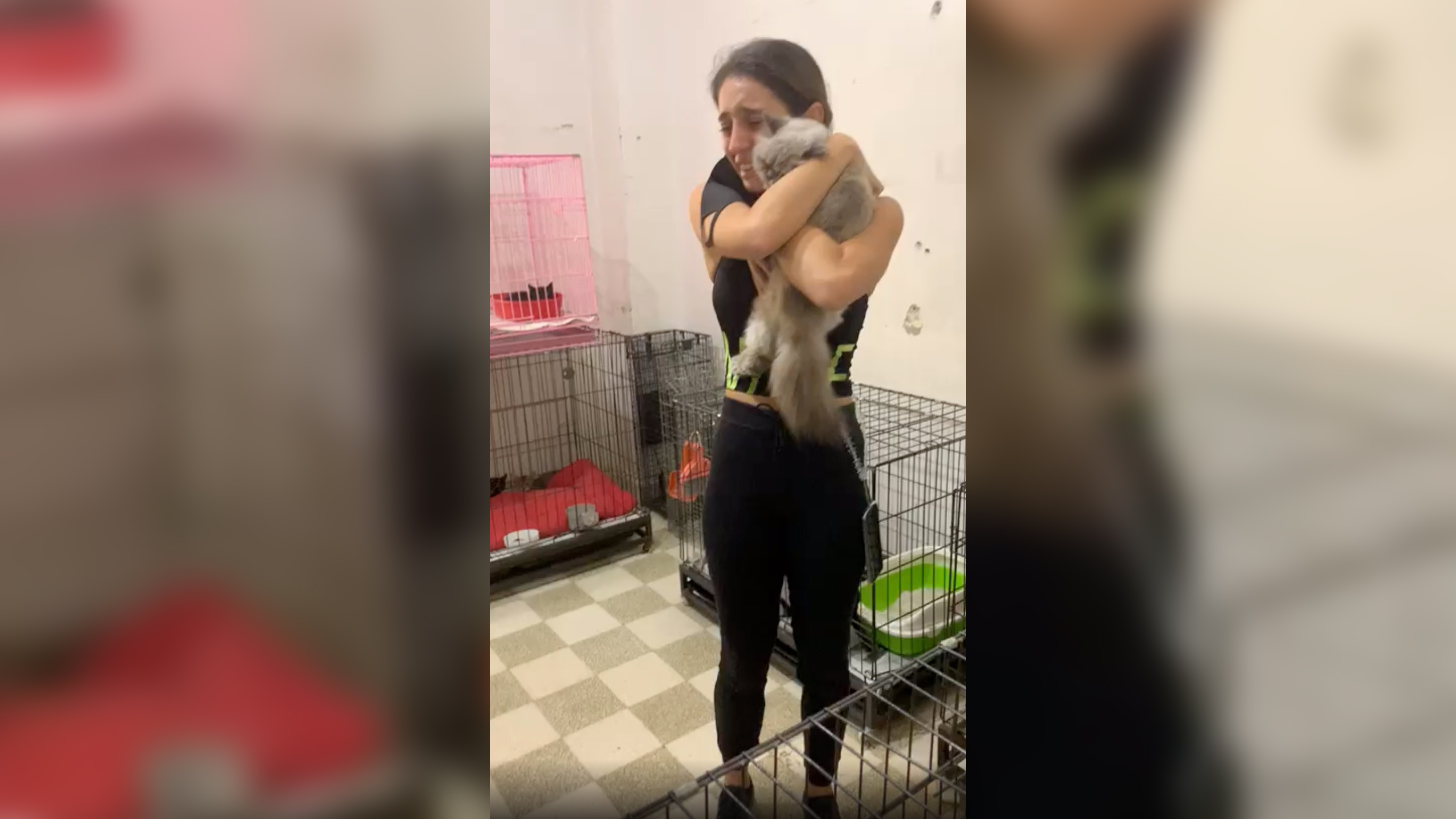 In the aftermath of a disaster, one group looks out for Beirut's lost and hurt pets