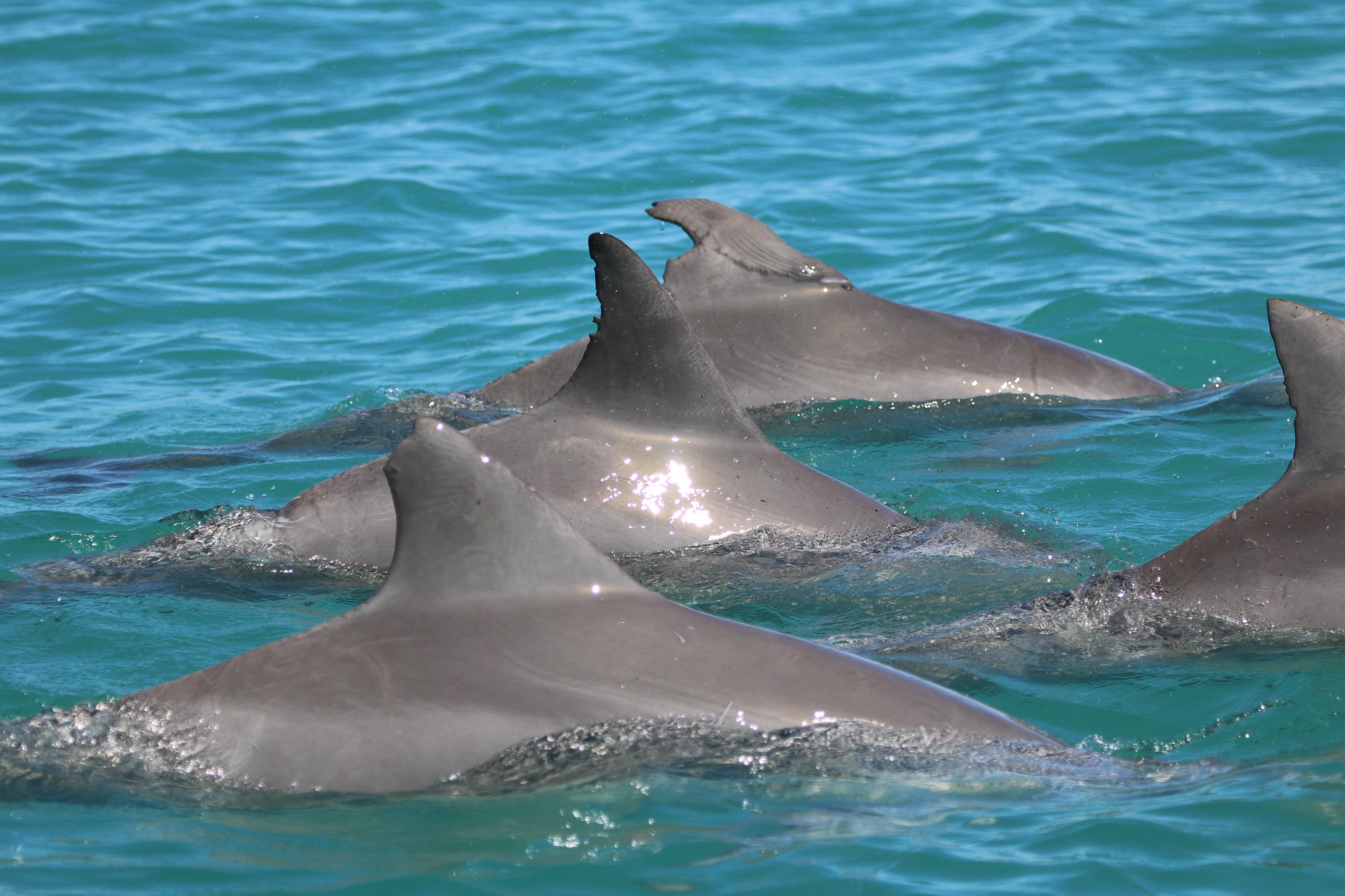 Male bottlenose dolphins form gangs to get a mate