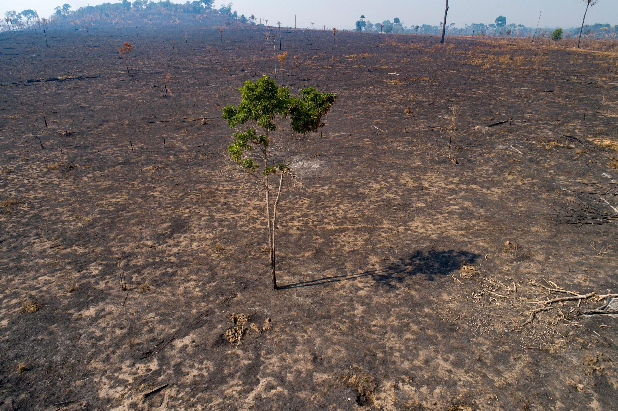 Almost two-thirds of people believe climate change is a global emergency, UN poll finds