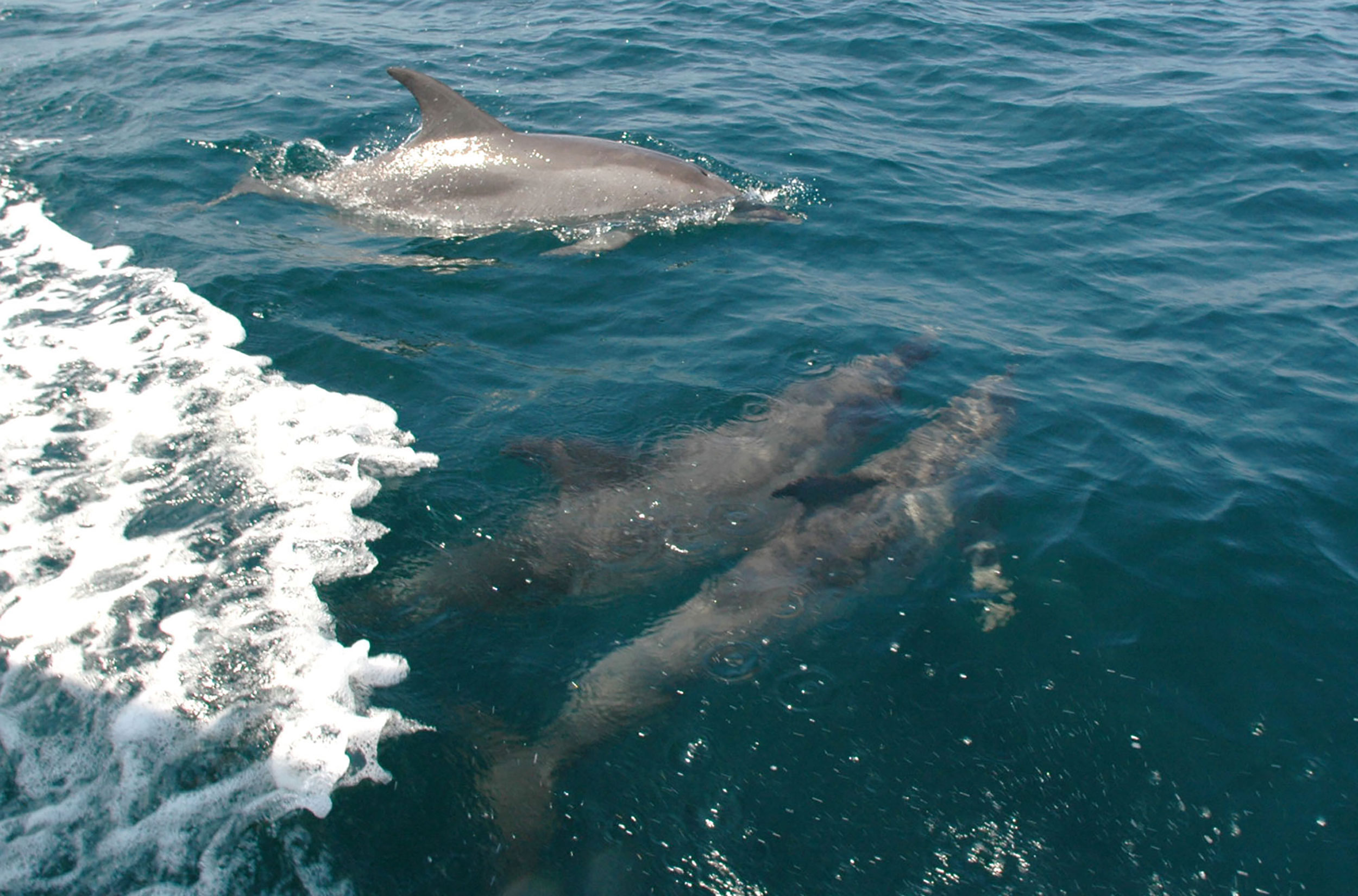 Toxic chemicals from burning fossil fuels poison dolphins and whales on East Coast
