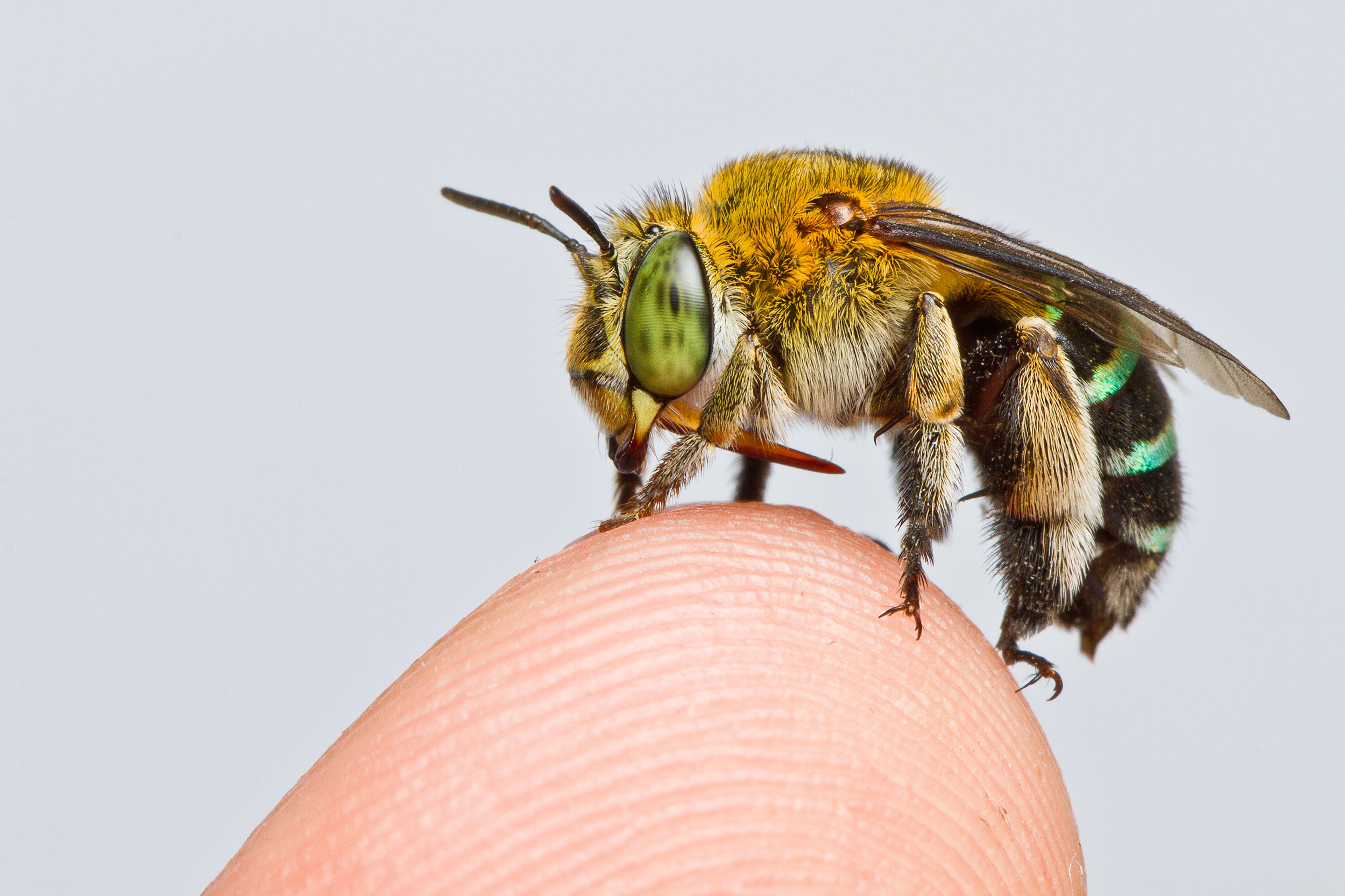 The bee population is dying. Researchers have created the first global map of the species to save them