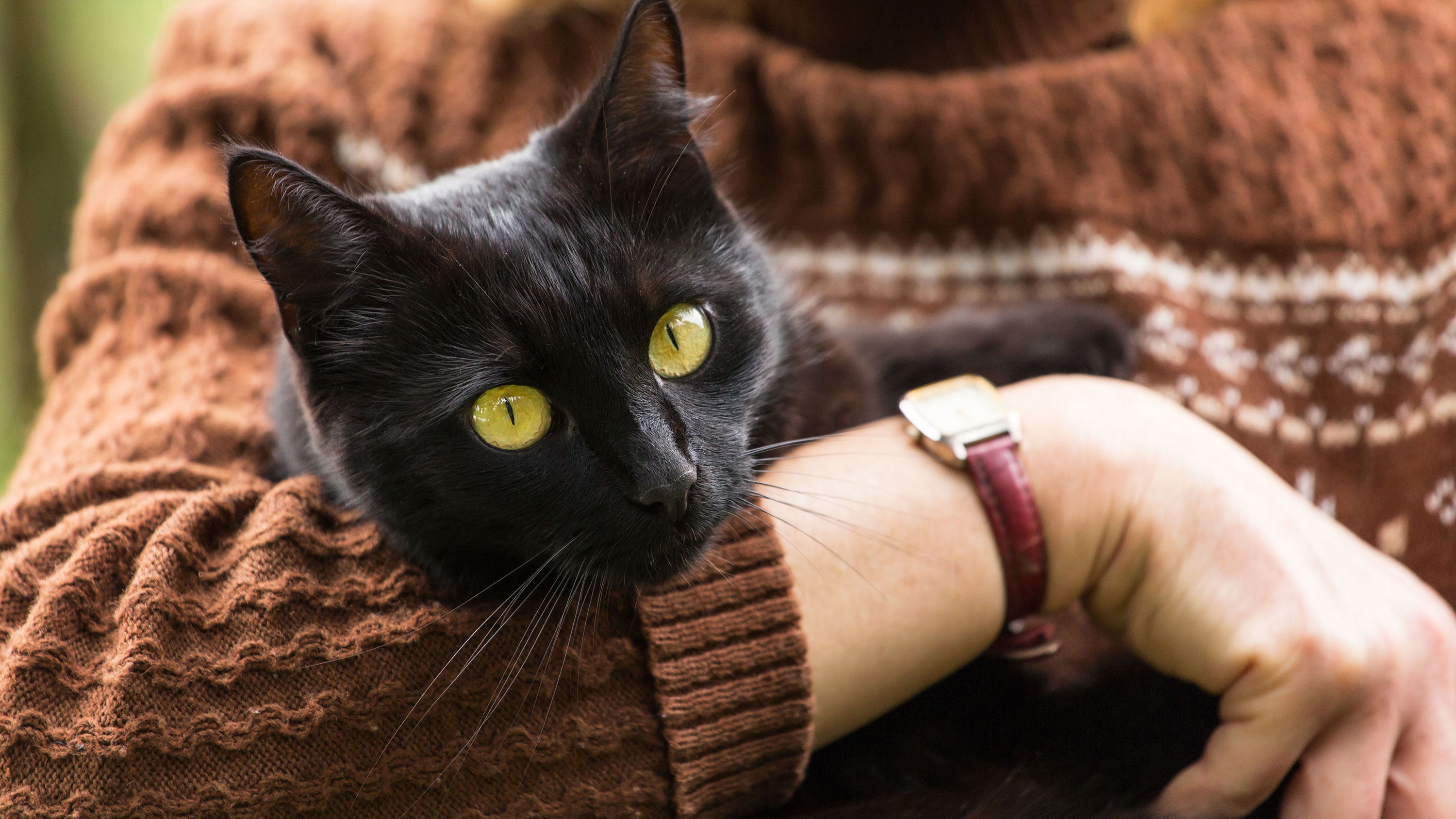 Keep your cat indoors if you’re self-isolating to limit spread of coronavirus, vets advise owners