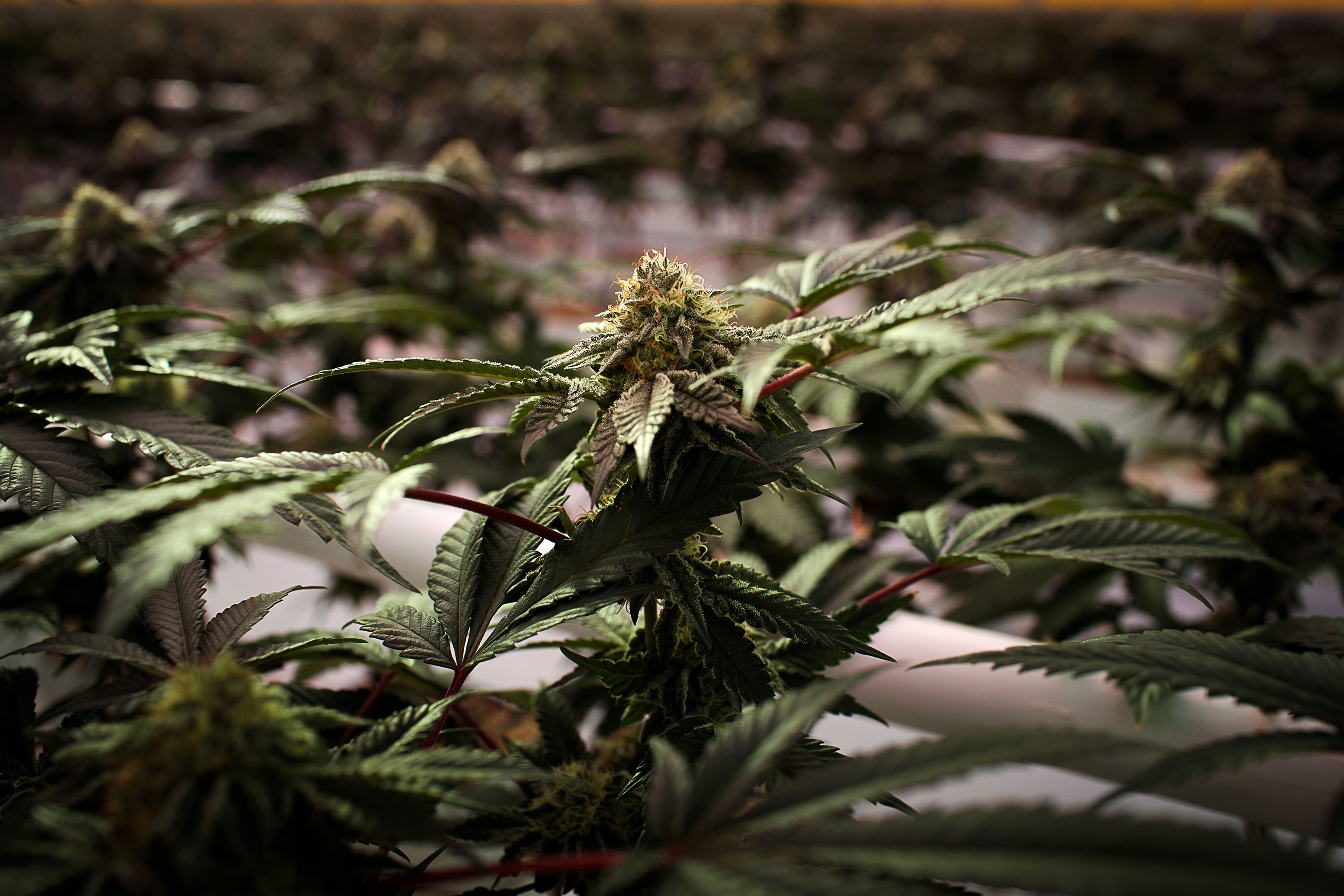 Marijuana abuse by youth with mood disorders linked to suicide attempts, self-harm and death, study finds