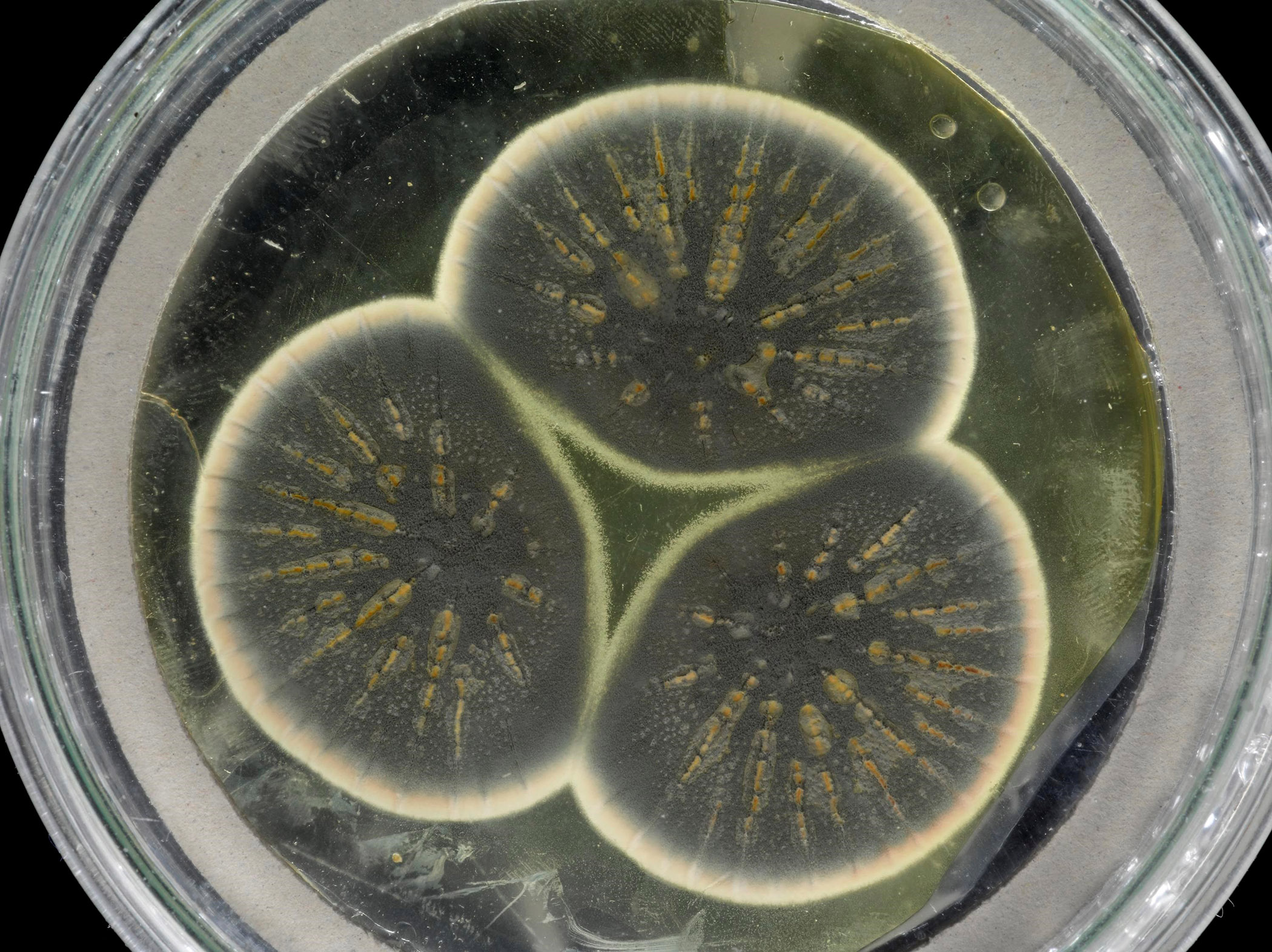 Scientists sequence the 92-year-old mold that produced the first antibiotic, penicillin