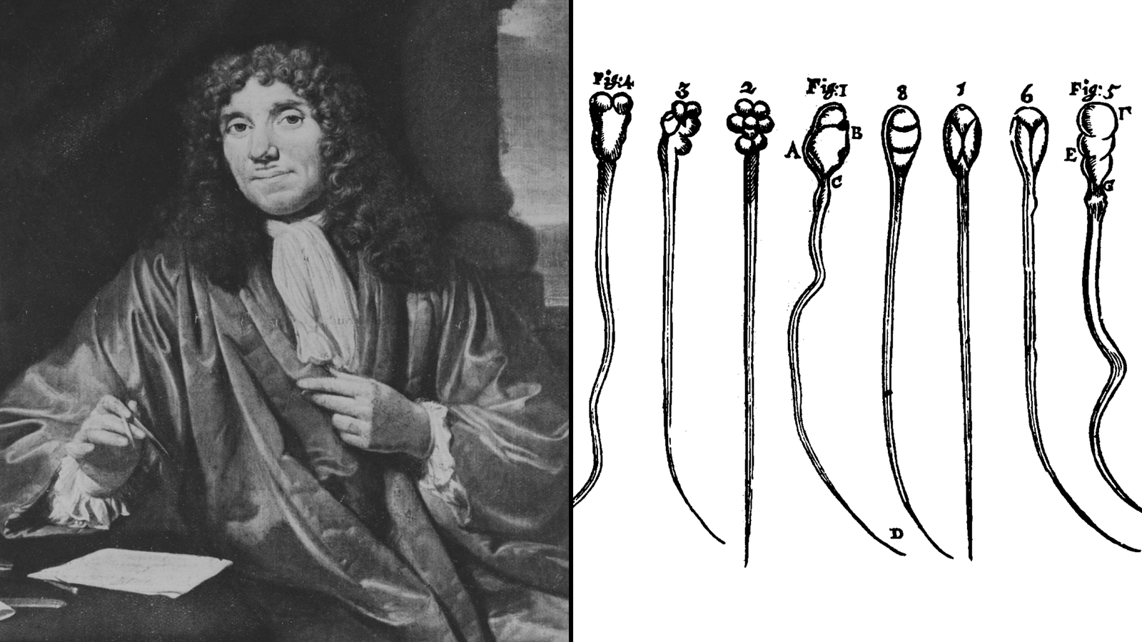 Human sperm roll like 'playful otters' as they swim, study finds, contradicting centuries-old beliefs