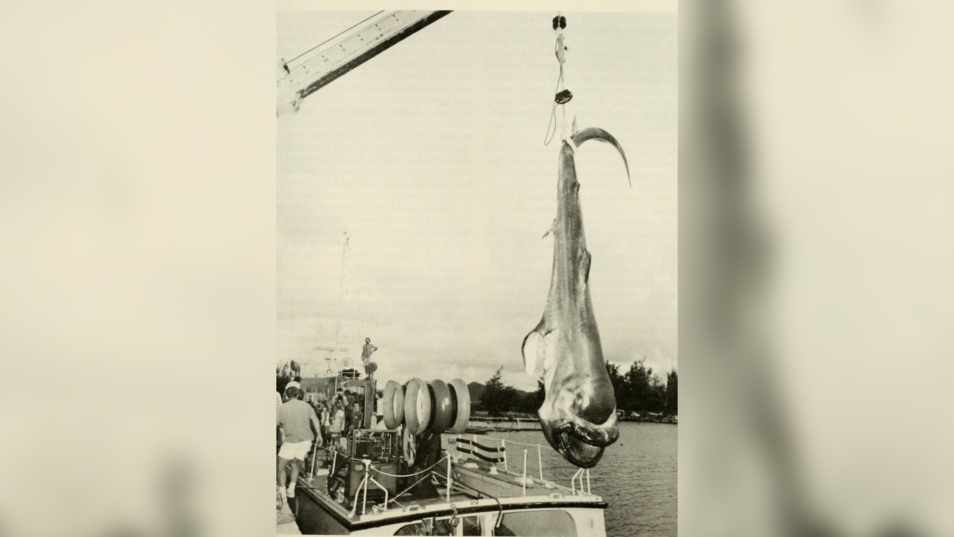 A rare giant shark now sits in an ice block at the Smithsonian, allowing researchers to hopefully unravel clues about its evolution