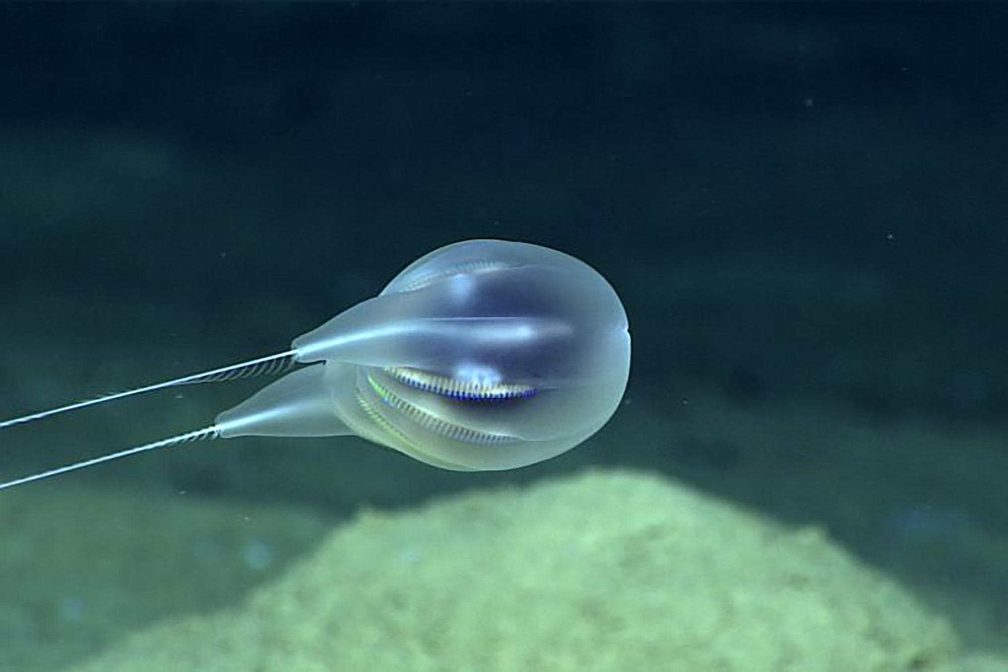 NOAA scientists discover a new species of a gelatinous animal in the waters near Puerto Rico