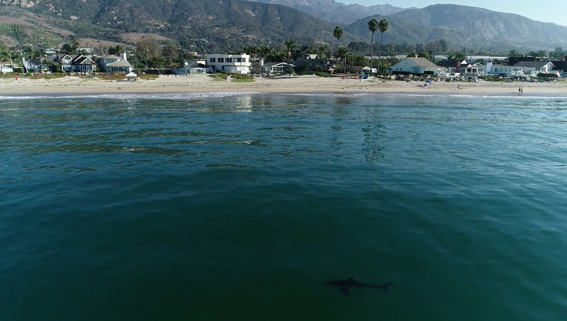 A California shark lab tagged a record number of sharks off the southern coast this year