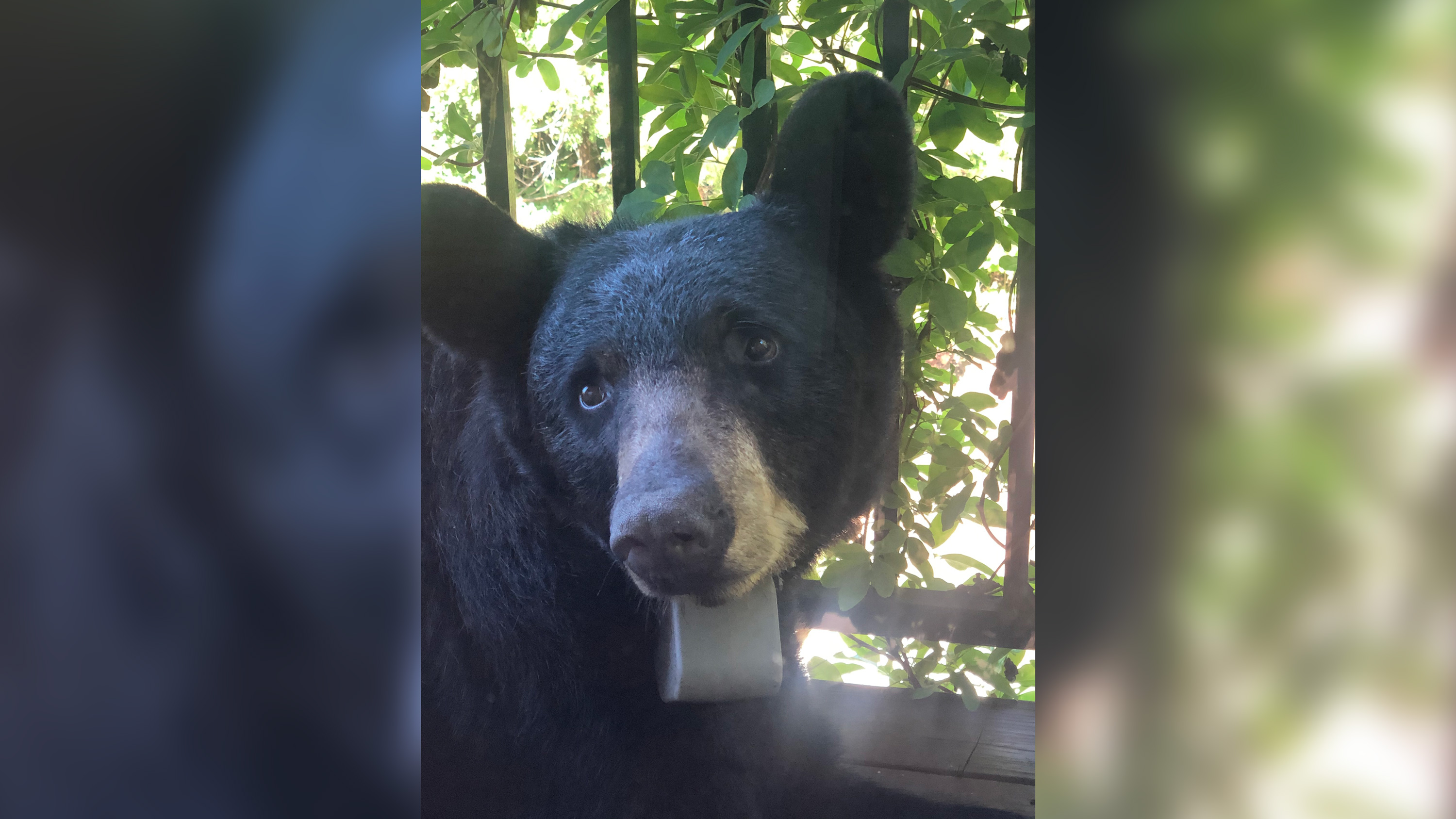 Animal rights group offers $5,000 reward for information on who put 'Trump 2020' sticker on a bear
