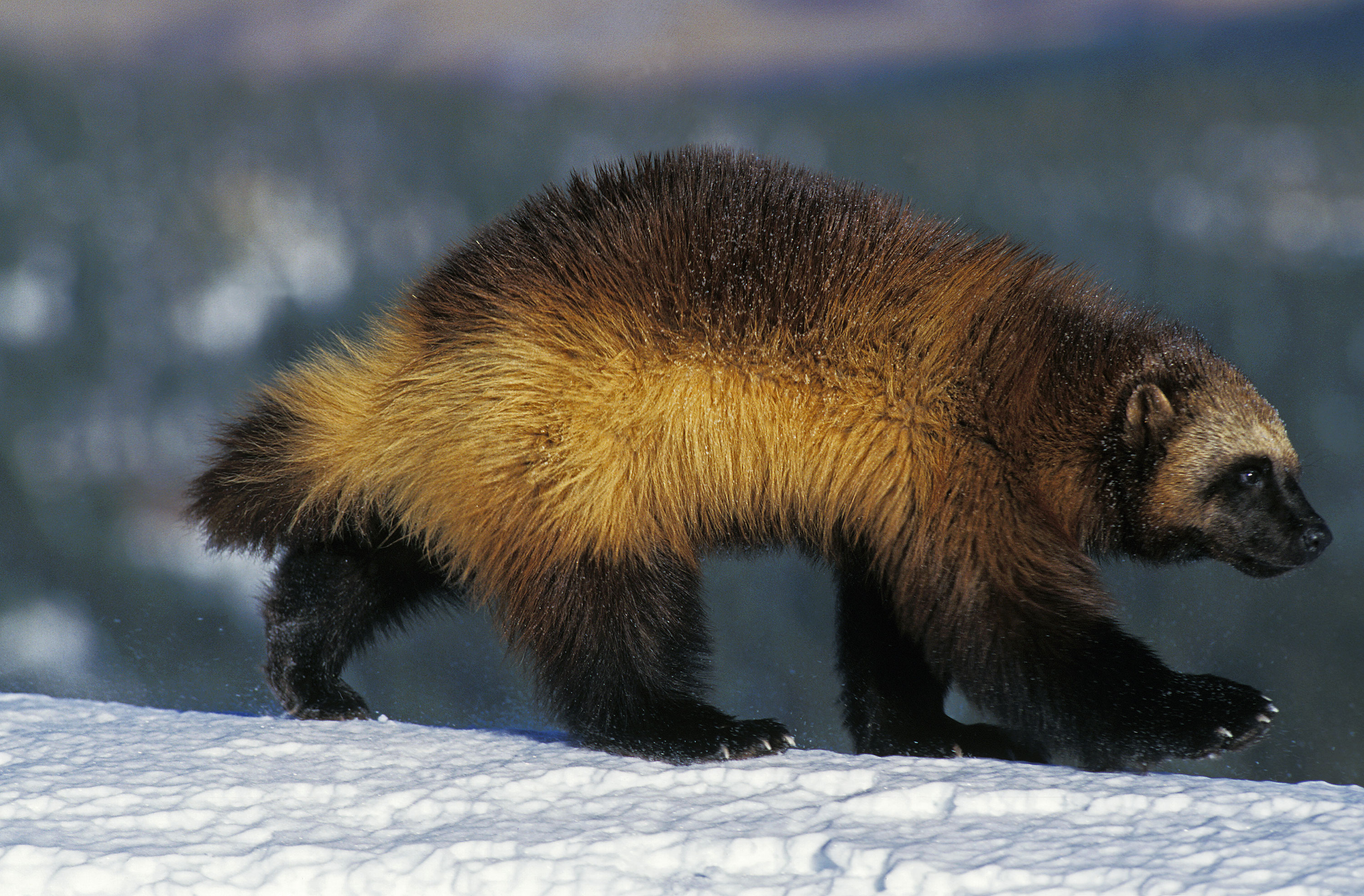 When a woman said she saw a wolverine on a Washington state beach, a wildlife official didn’t believe her