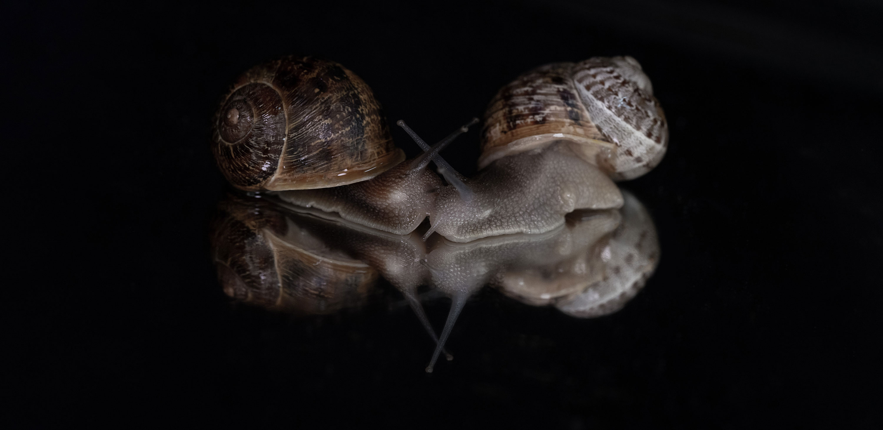 Two lefties make a right, if you’re a rare garden snail
