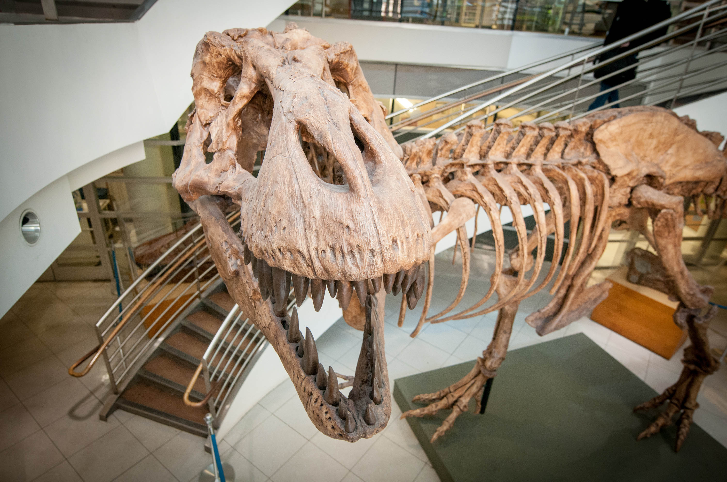 Researchers now have an estimate for just how many T. rex once roamed Earth