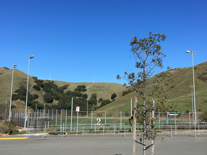 Daniel Furlong action photo