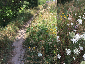 Linsey C. action photo