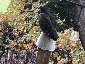 Clark S. action photo