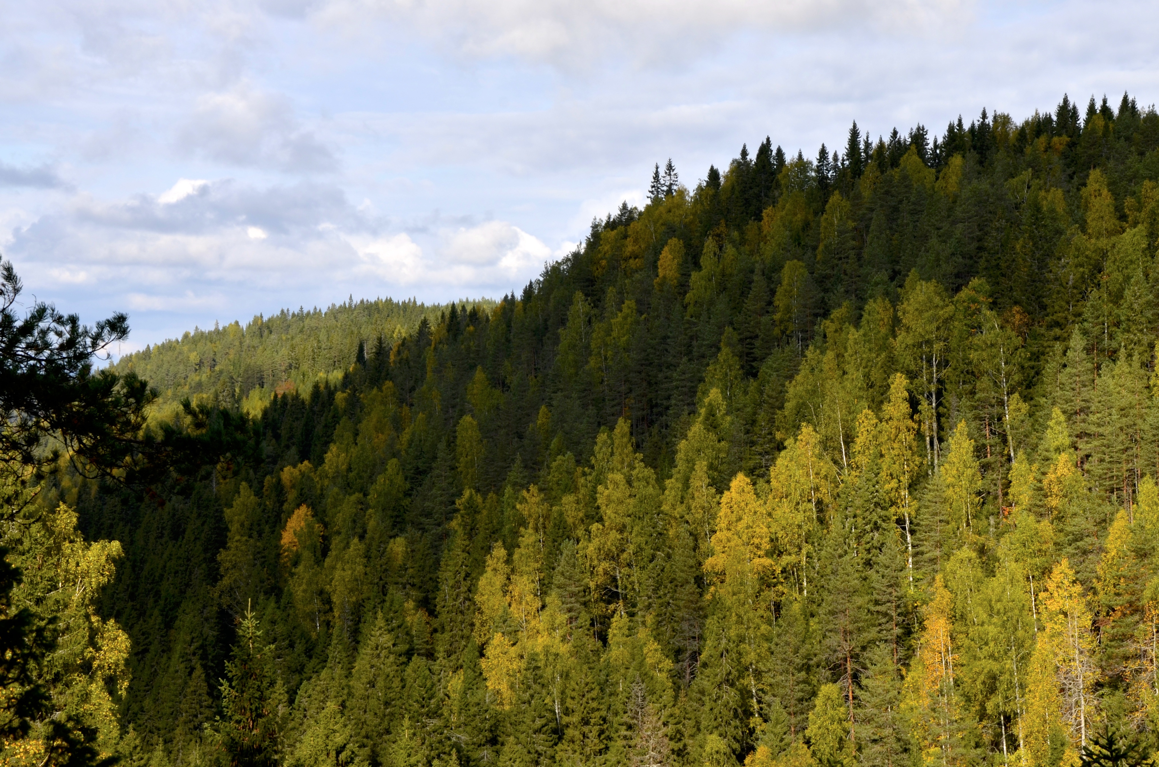 trees