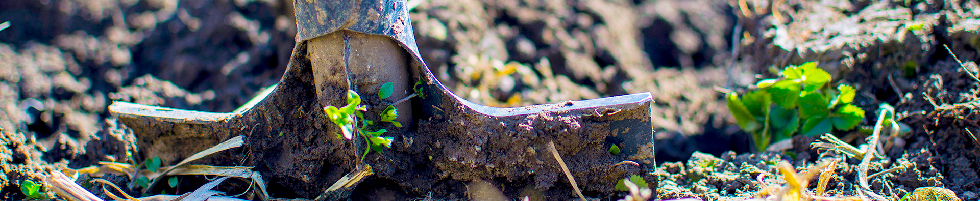 Shovel Digging and Planting