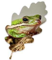 Green tree frog