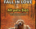 Flyer for Cobb County Animal Services’ October adoption special. Autumn background with colorful fall leaves and a pathway through the woods. A golden retriever and a tabby cat sit together in the foreground. Text reads: “Fall in Love. All pets $40. *Adoption fee waived with cat/dog food donation. Valid October 2025.” Website: cobbcounty.gov/pets.