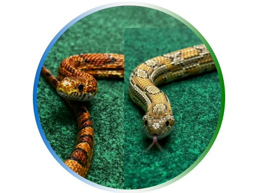 images of two corn snakes