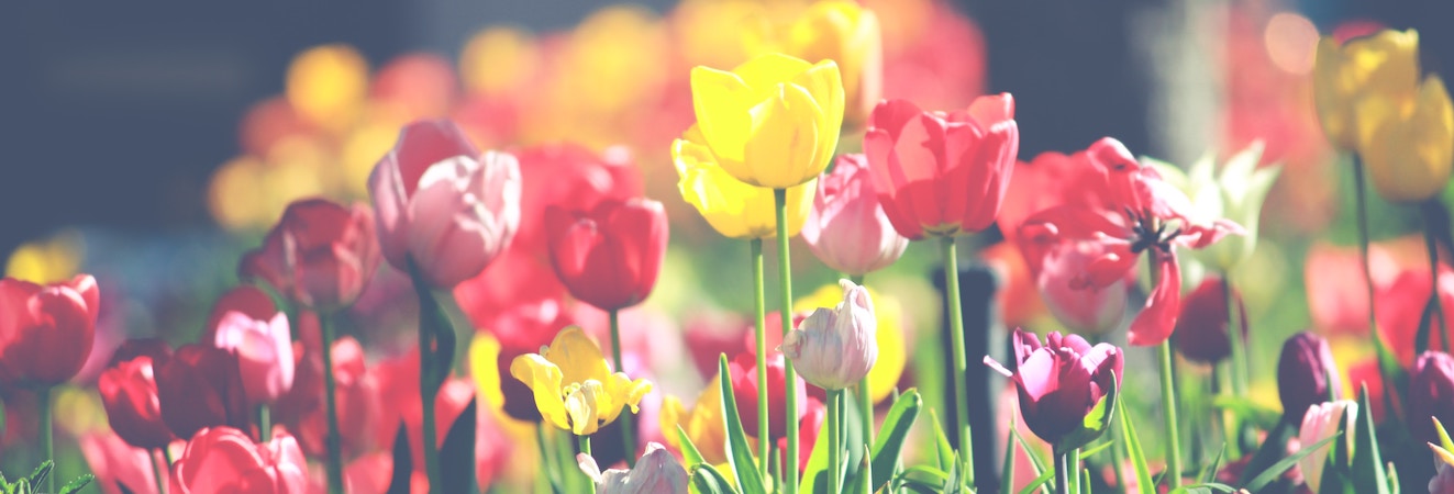 colorful tulips
