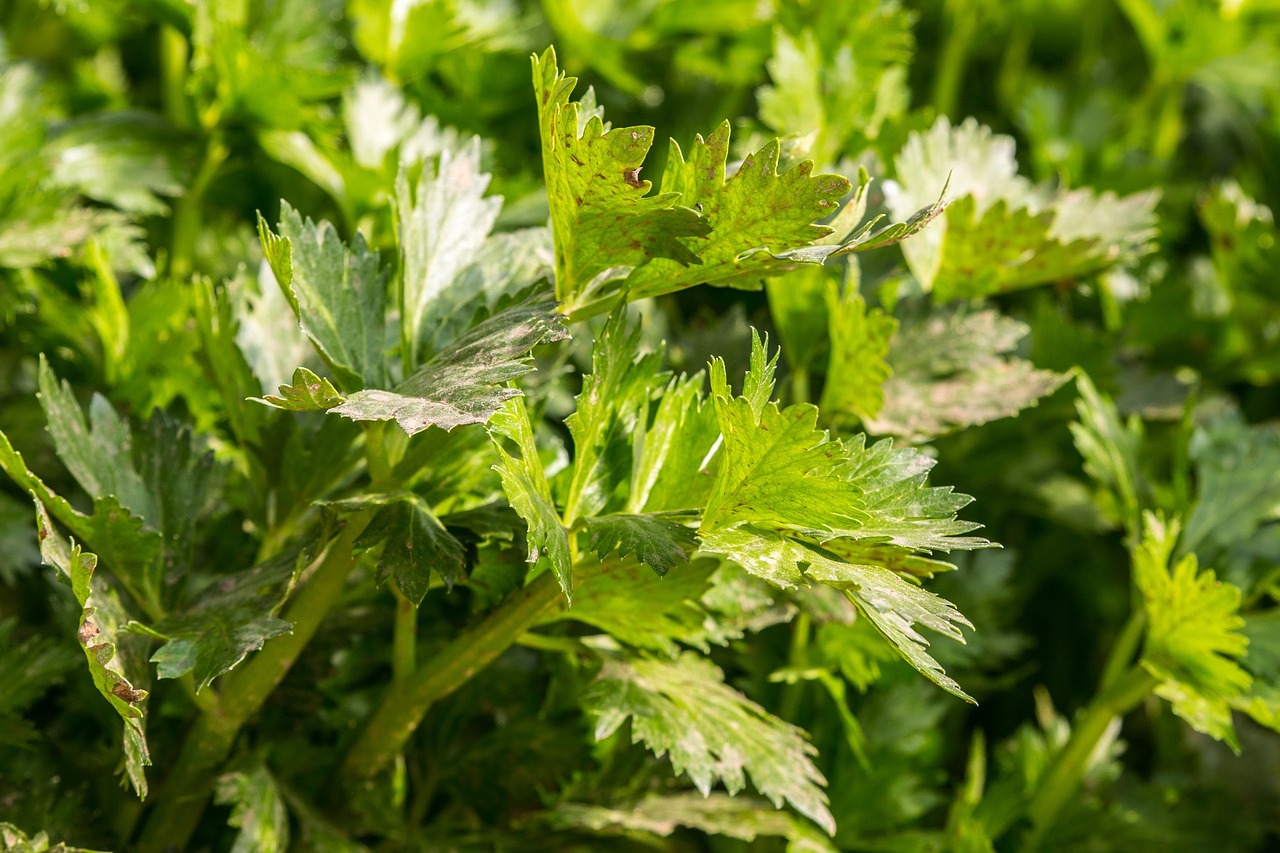 Asynchronous Tasks using Celery with Django Asynchronous Tasks using Celery with Django