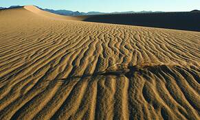Dune Life by William Stewart
