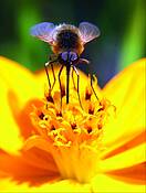 Prancing Bee by Allan Goodman