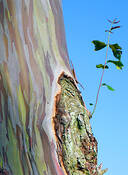 Rainbow Tree by Barbara Smith