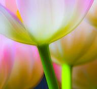 Tulips by Brenda Lindfors