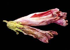 Fading Beauty by Cynthia V. Nichols