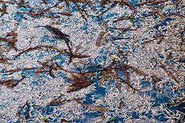 Cypress Leaves on Pond by Daniel Holik