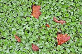 Embedded Leaves by Daniel Holik