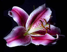 PinkLilly by Lori Hutchison