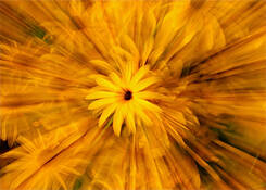 Daisy Explosion by Marie Sauter