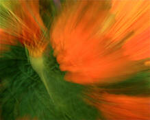Flippin' Florals by Marie Sauter