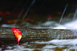 Single Leaf by Mark Gilliland