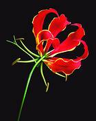 Gloriosa Lily by Donald Bolak