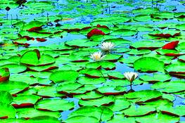 Water Lilies by Gregory Allen Butler