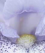 Iris 1 by Don Jacobson