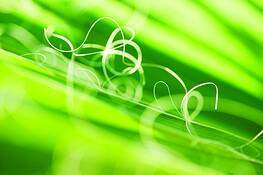 Fan Palm Fibers Number 2 by Robert Cleveland